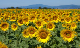 În Moldova nu au fost înregistrate importuri de semințe de floareasoarelui din Ucraina