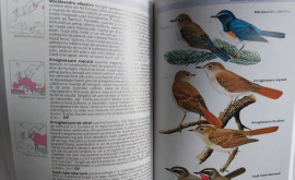 Mai multe păsări din Cartea Roșie ucise întrun sat din Cimișlia