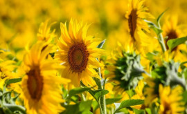 Fermierii insistă că importul producției de floarea soarelui în Moldova trebuie interzis urgent
