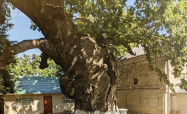Stejarul lui Ștefan cel Mare din Cobîlea poate fi salvat Detalii