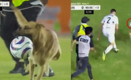 На чемпионате Мексики по футболу собака выскочила на газон и побегала за мячом