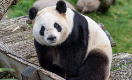 Китай заберет из США всех панд животные уедут из страны к началу следующего года