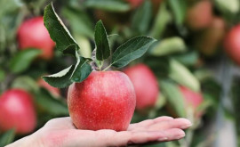 Город Сороки приглашает на Фестиваль яблок
