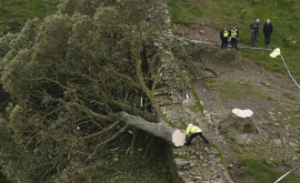 A fost reținut al doilea suspect în cazul copacului lui Robin Hood din Anglia care a fost tăiat