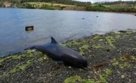 Mai mulți delfini găsiţi morţi întrun lac amazonian 