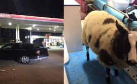 Румын украл овцу из зоопарка в Нидерландах