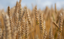 Grecia propune un nou coridor alternativ pentru exportul cerealelor ucrainene