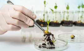 Legislația națională în domeniul controlului organismelor modificate genetic va fi armonizată cu cea a UE