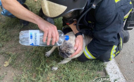 В Тигине пожарные вытащили из пламени собаку