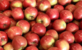 Какой урожай яблок могут собрать в Молдове в этом году