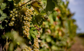 Какой урожай винограда ожидается в Приднестровье