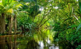 În pădurile amazoniene au fost găsite urme ale unei așezări antice