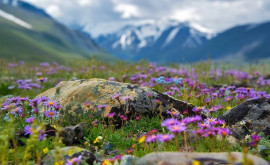Flora endemică din Munții Altai în pericol de dispariție