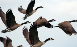 Солнечные бури влияют на миграции перелетных птиц