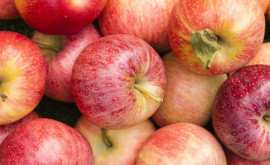 Сколько яблок может быть собрано в Молдове и заложено на хранение 