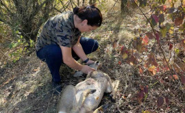 Во Флорештском районе обнаружен труп оленя с огнестрельным ранением