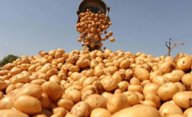 În Moldova cartofii au început să se scumpească