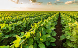 Ministerul Agriculturii își propune să atragă investitori pentru cultivarea soiei