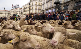 Peste o mie de oi și capre au umplut centrul Madridului