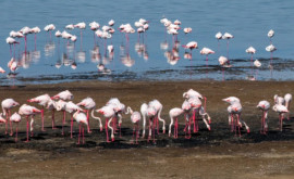 В Украину прилетели более 1000 розовых фламинго