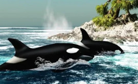 Comportamentul balenelor ucigașe din oceanul Pacific sa schimbat