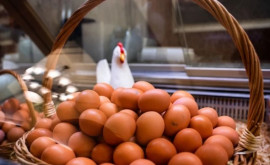 Rusia va interzice exporturile de carne de pasăre și ouă