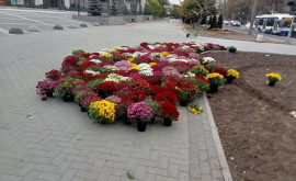 Осенний Кишинёв в столице высаживают кусты хризантем