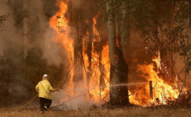 В Австралии продолжают бушевать лесные пожары 