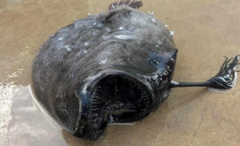 O creatură marină stranie descoperită pe o plajă din Los Angeles