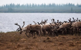 Oamenii de știință au descoperit gropicapcane medievale pentru prinderea animalelor sălbatice în Peninsula Yamal