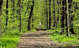 В Молдове самая маленькая площадь лесов среди европейских стран