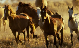 Australia plănuiește să omoare mii de cai sălbatici