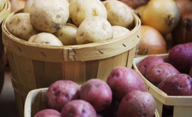 Producția de cartofi a scăzut în Moldova 