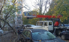 Un copac sa prăbușit în sectorul Botanica al capitalei Mai multe automobile avariate