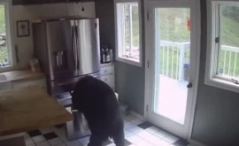 Un urs furișat întro casă și furînd mîncare din frigider surprins de camerele video