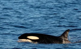 Niște orci au scufundat un iaht în apropierea țărmului Spaniei