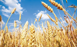 În UE scade brusc producția de cereale 