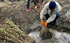 Сотрудники Агентства по охране окружающей среды посадили десятки тысяч деревьев