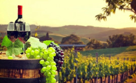 Производство вина в Молдове в этом году снизится