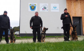 Trei echipe canine își îmbunătățesc capacitățile profesionale în Cehia
