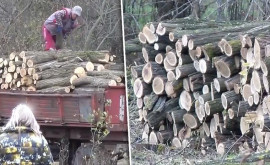 A început distribuirea lemnelor pentru iarnă