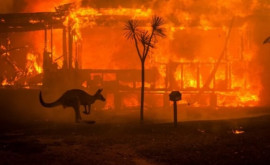 В западной Австралии борются с лесными пожарами