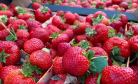 În Moldova a crescut simțitor exportul de căpșuni