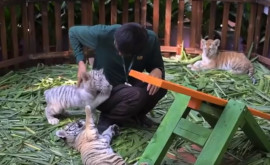 Три тигренка были представлены в Китае