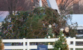Bradul principal de Crăciun din SUA a căzut în fața Casei Albe 