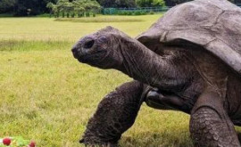 Cel mai vechi animal terestru din lume sărbătorește 191 de ani