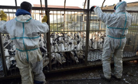 Франция повысила уровень тревоги изза птичьего гриппа