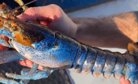 În Atlanticul de Nord a fost capturat un homar rar bicolor