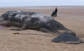 Cercetătorii au rămas surprinși de comoara găsită în stomacul unei balene găsită pe țărmurile din La Palma