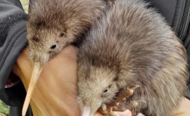 În capitala Noii Zeelande sau născut pui de kiwi pentru prima dată în ultimii 150 de ani